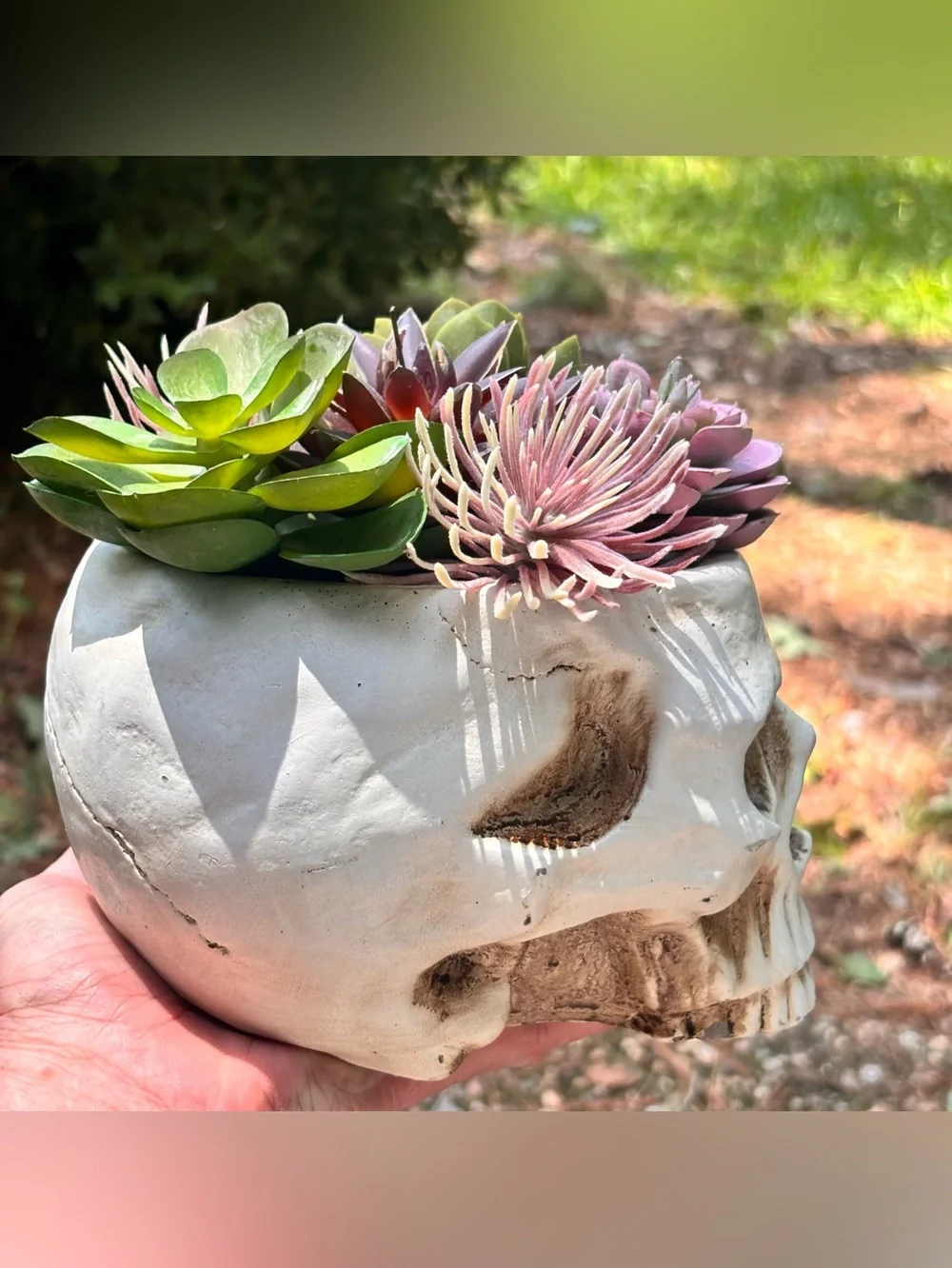 Gothic Skull Planter w/ Faux Succulents